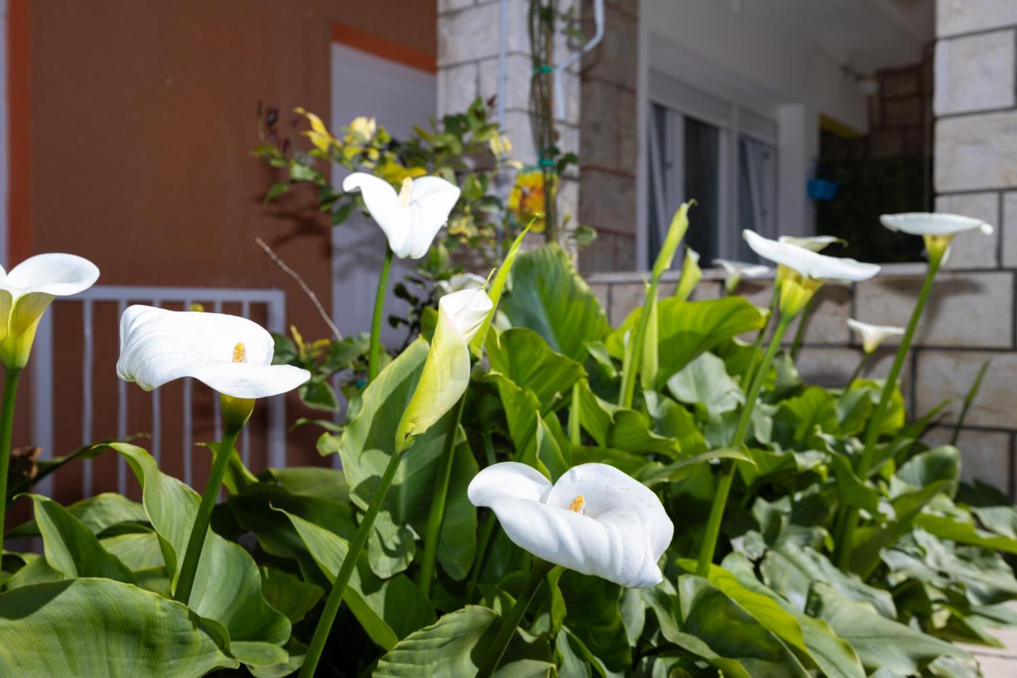 Apartments Marija سبليت المظهر الخارجي الصورة